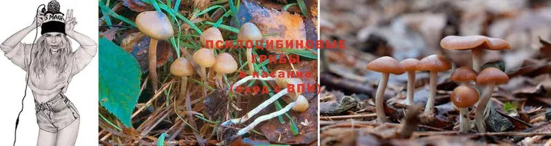 Псилоцибиновые грибы Cubensis  Ртищево 